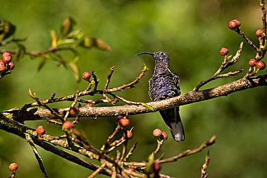 KK官方对战平台超萌宠物上线，带上它一起去冒险吧~